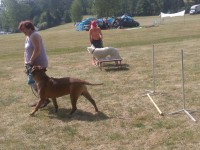 /album/fotogalerie-vikendy-se-psy/img-20180610-101109-jpg/