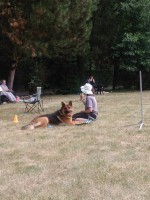 /album/fotogalerie-vikendy-se-psy/img-20180610-102951-jpg/